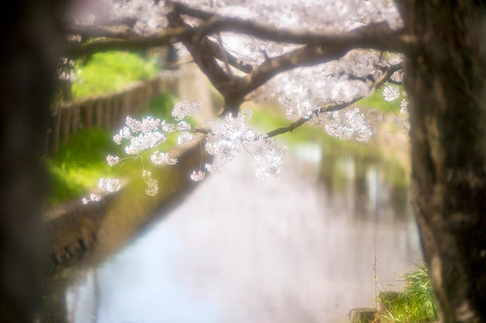 Cherry Blossoms – Kawagoe 2015