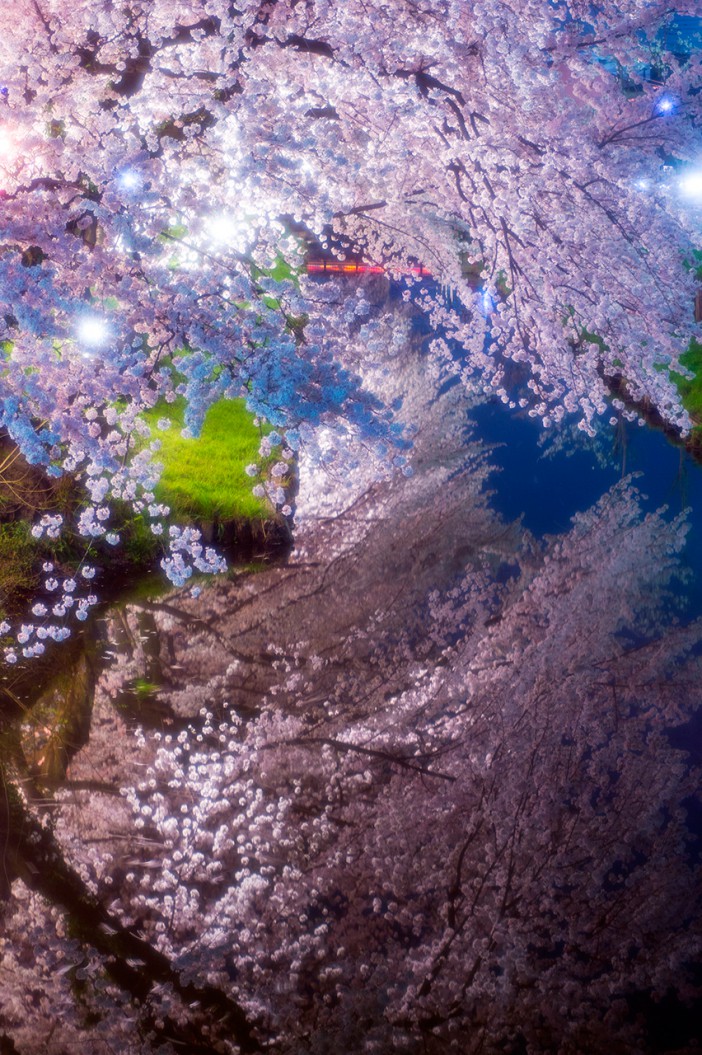 Cherry Blossoms – Kawagoe 2015